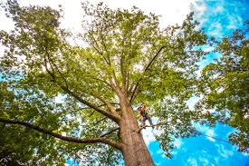 Best Stump Grinding and Removal  in Swepsonville, NC