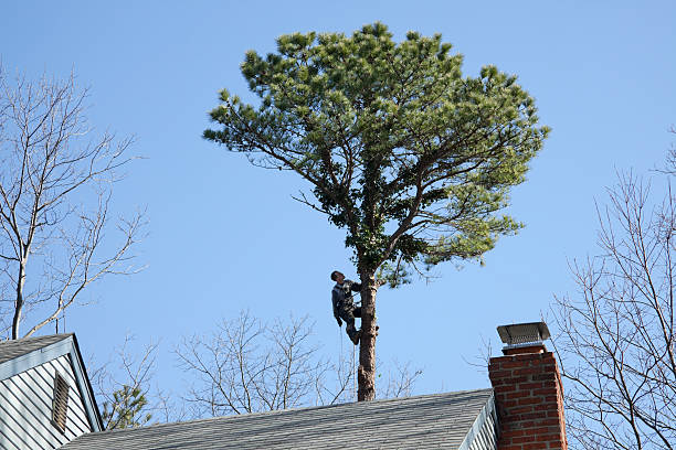 Best Tree Risk Assessment  in Swepsonville, NC